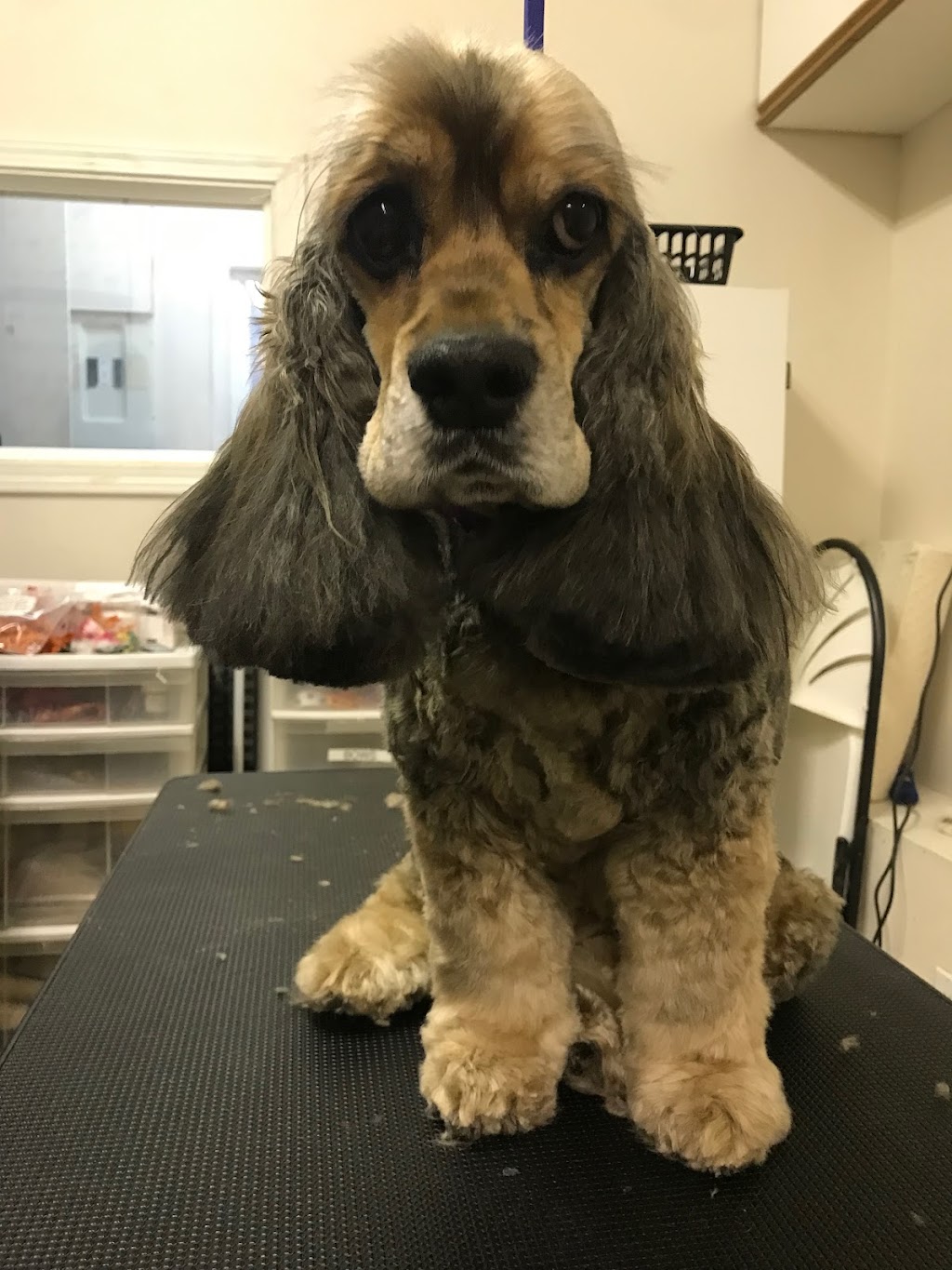 Muttedly Pawsome Dog Grooming | 86 Inchbury St, Hamilton, ON L8R 3B5, Canada | Phone: (289) 684-3469