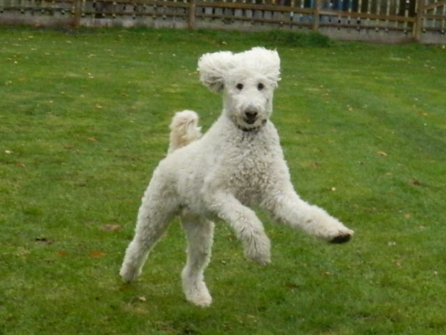 Misty Meadows Boarding Kennel | 16214 County Rd 18, Lunenburg, ON K0C 1R0, Canada | Phone: (613) 534-3986