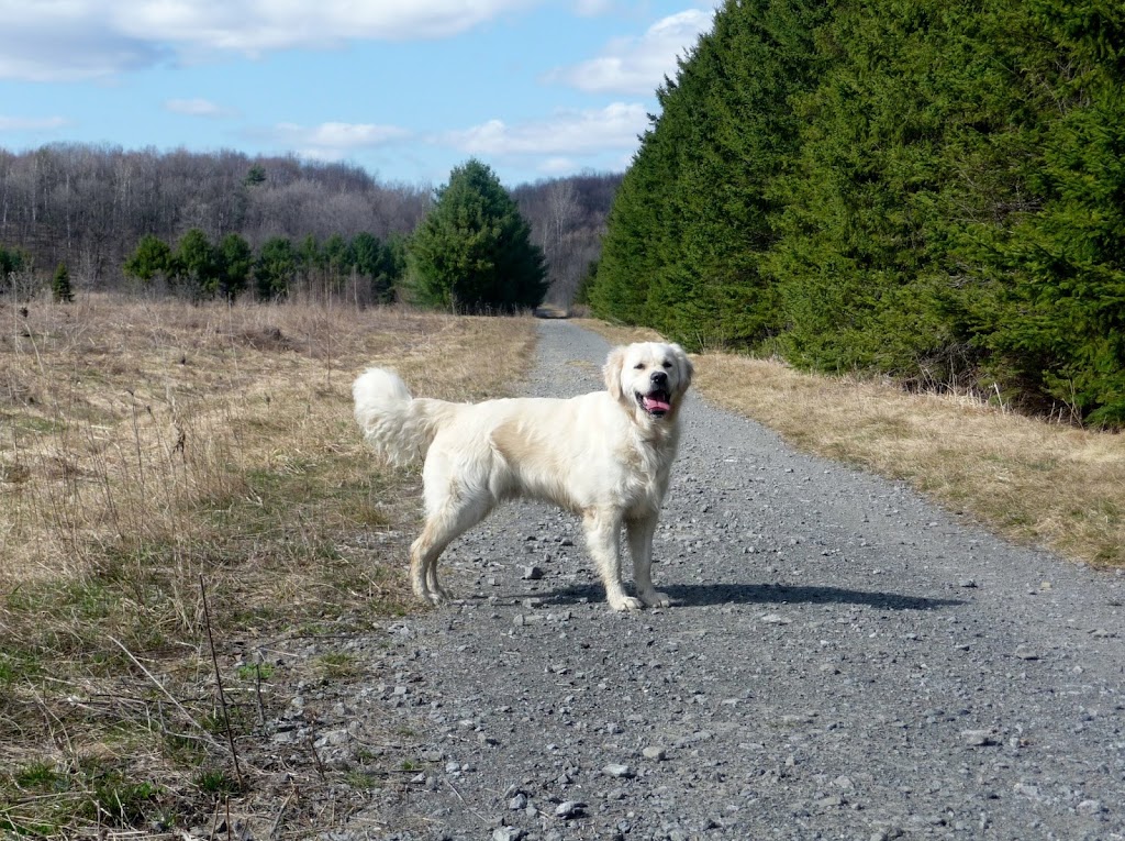 Kennel Engold pension | 715 Chem. de Touraine, Sainte-Julie, QC J3E 1Y2, Canada | Phone: (450) 649-1209