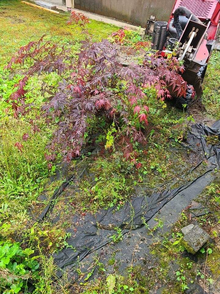 Stump Shredder - Stump Removal Service | 20109 36a Ave, Langley Twp, BC V3A 2R9, Canada | Phone: (604) 655-9514