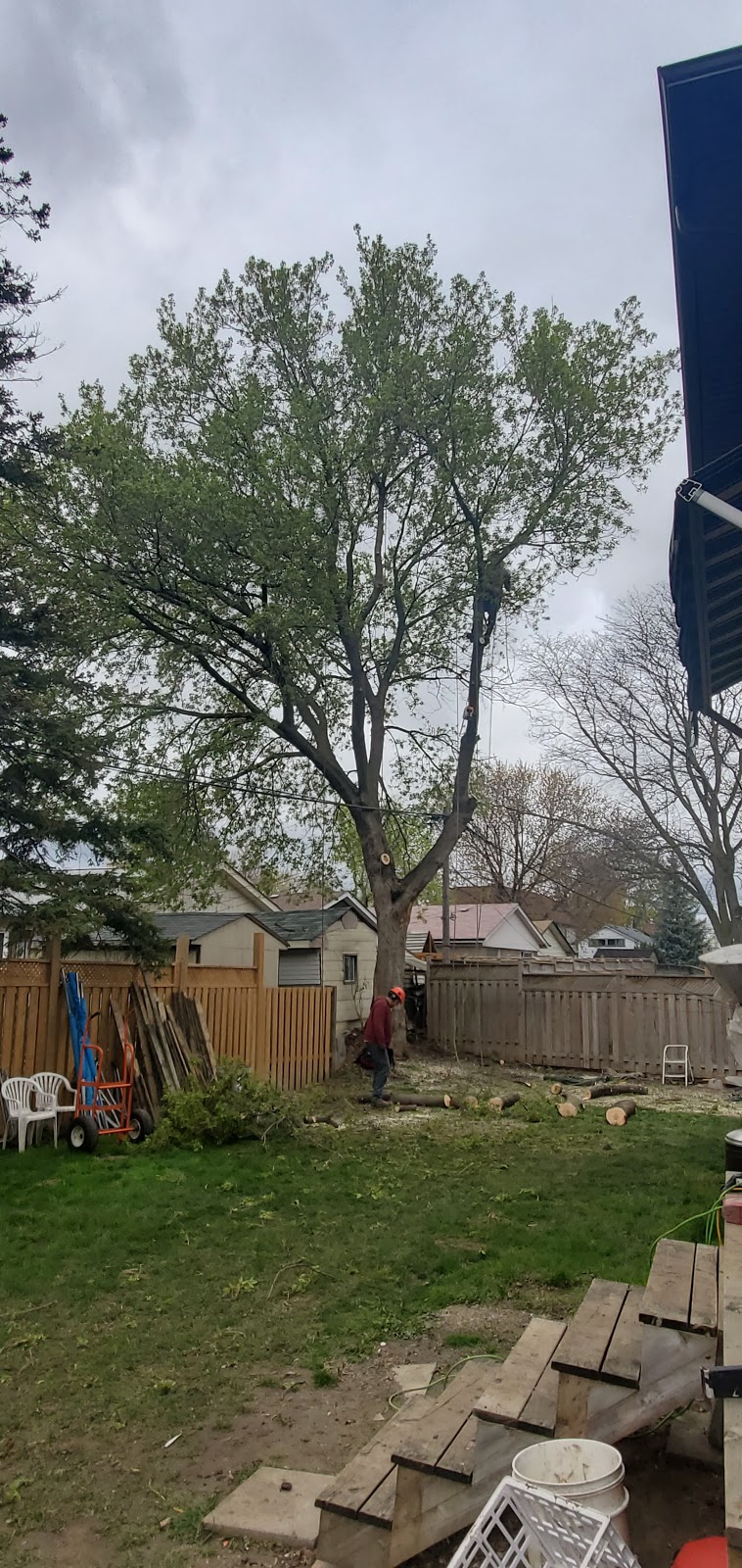 Al Miley Arborist | Tree Removal Toronto | 203 Toryork Dr, North York, ON M9L 1Y2, Canada | Phone: (416) 749-3723