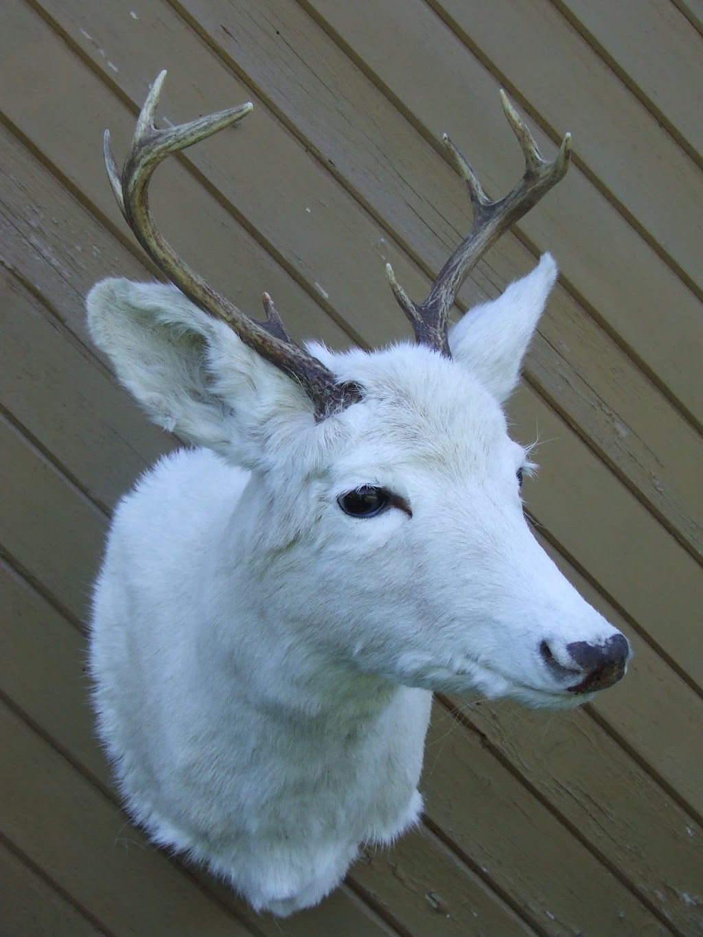 Taxidermie Atelier De La Nature | 259 Rue des Érables, Saint-Lambert-de-Lauzon, QC G0S 2W0, Canada | Phone: (418) 889-9314