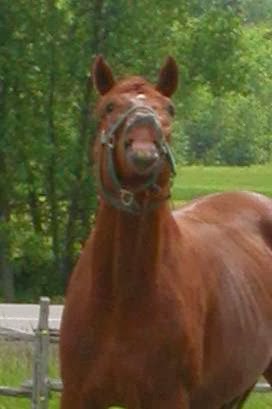 Centaur Riding School | 3845 Frank Kenny Rd, Navan, ON K4B 1H9, Canada | Phone: (613) 835-2237