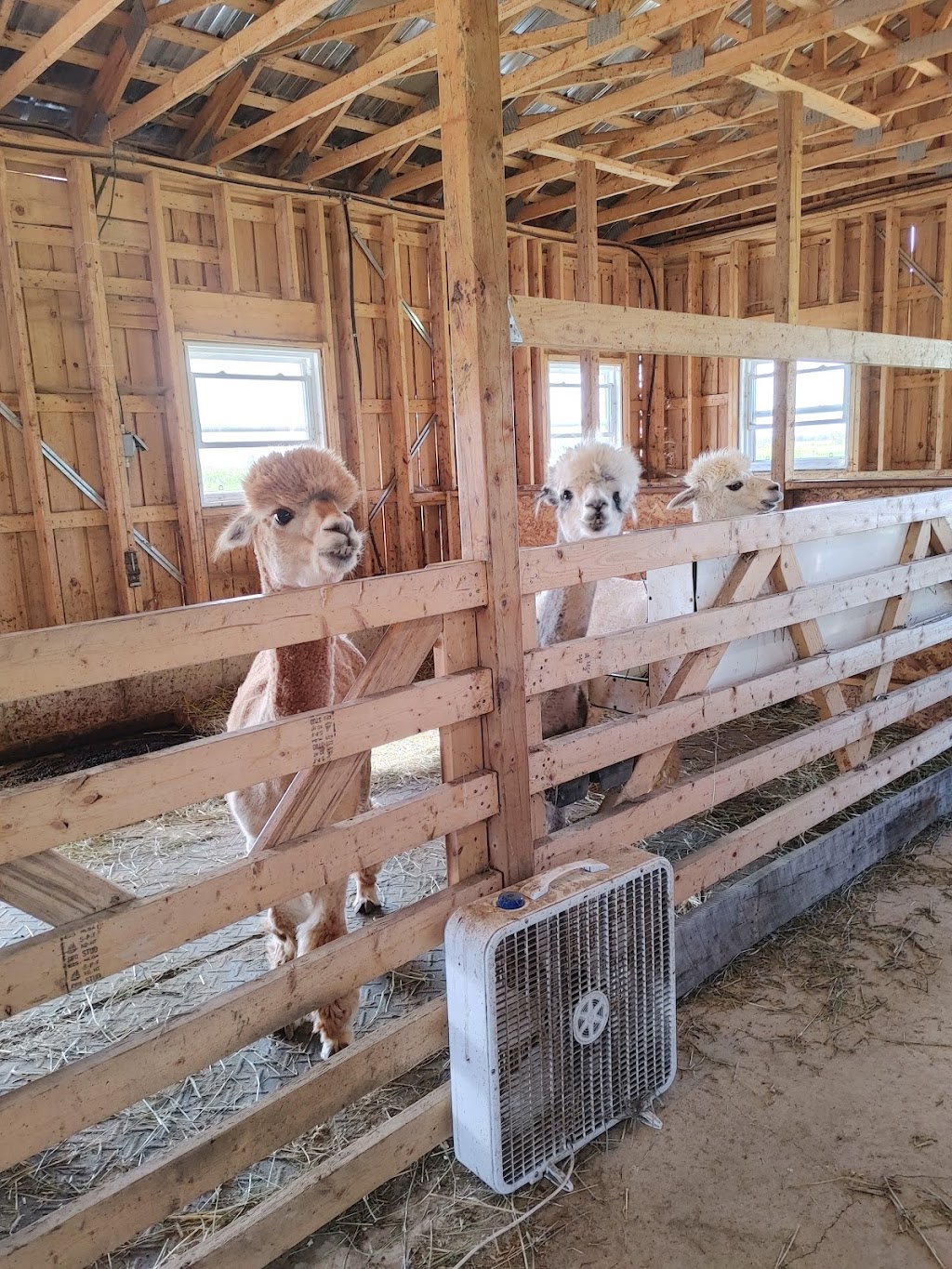 Alpacas Belarroyo | 9701 Rang de la Fresnière, Mirabel, QC J7N 2R8, Canada | Phone: (450) 258-2816