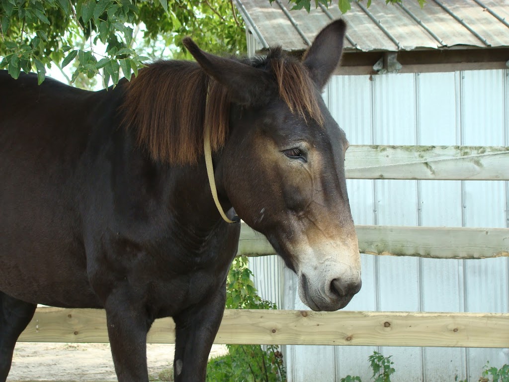 PrimRose Donkey Sanctuary | 1296 Bowmanton Rd, Roseneath, ON K0K 2X0, Canada | Phone: (905) 352-2772