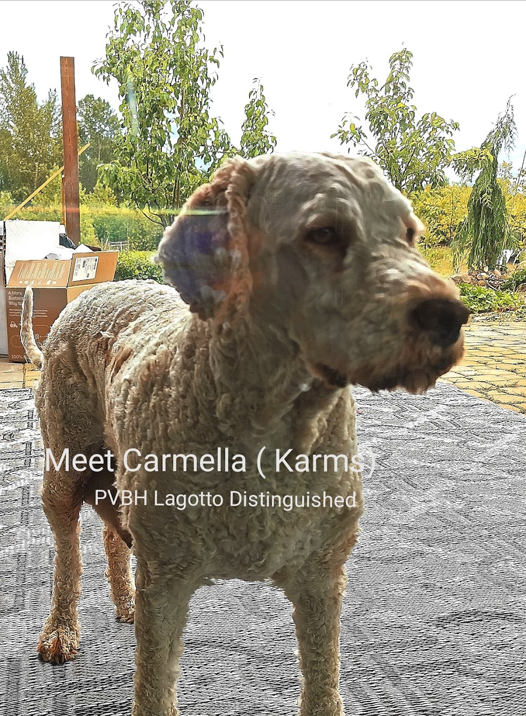 Lagotto Romagnolo of Canada | 420 Lowrys Rd, Parksville, BC V9P 2B5, Canada | Phone: (780) 573-8628