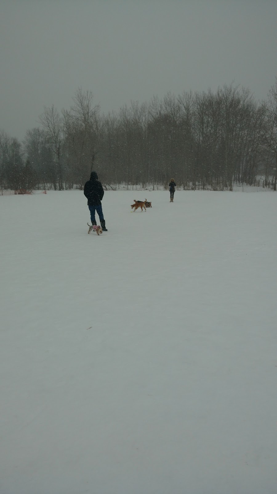 Innisfil Dog Park | 7206-, 7442 10 Sideroad, Innisfil, ON L9S 4H6, Canada