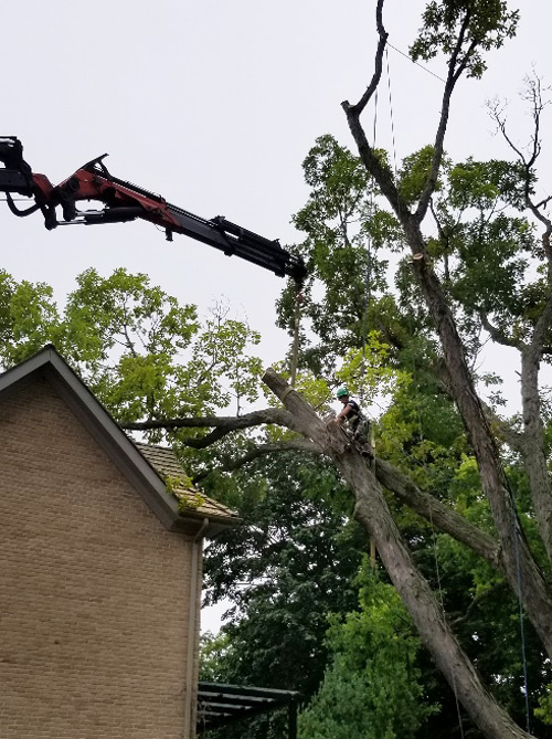 Five Star Tree Services in Toronto, Richmond Hill & GTA | 156 Duncan Rd, Richmond Hill, ON L4C 6J8, Canada | Phone: (416) 990-3355