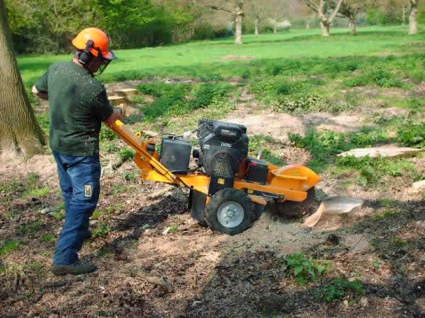 Toronto Stump Removal | 82 Fountainbridge Dr, Bolton, ON L7E 1V6, Canada | Phone: (647) 448-2395