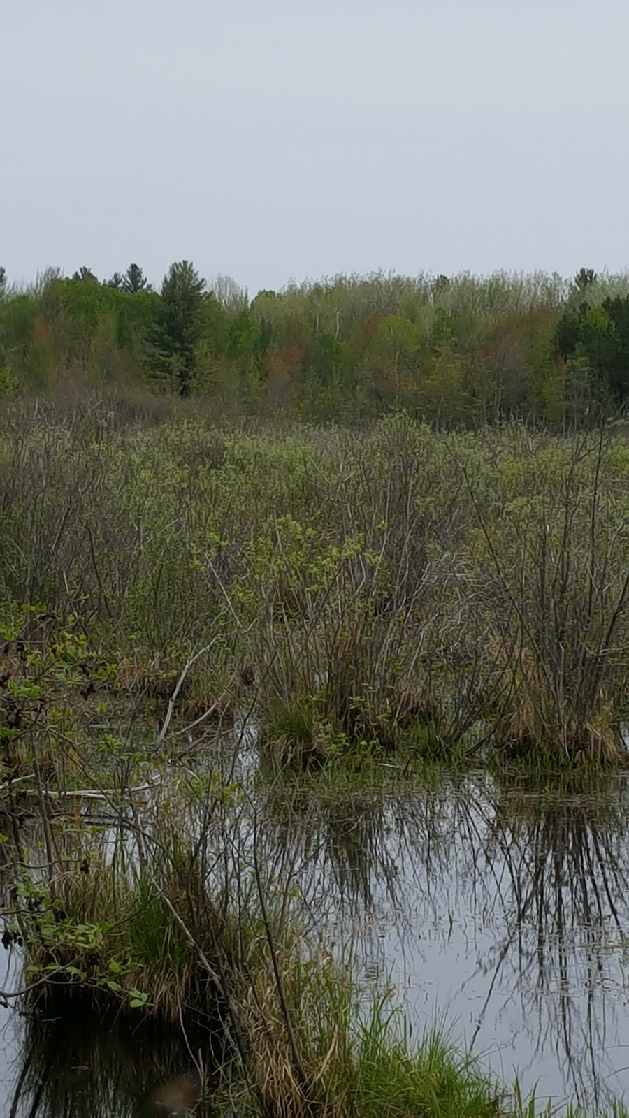 Pine Grove Trail | Davidson Rd, Gloucester, ON K1A 0K4, Canada