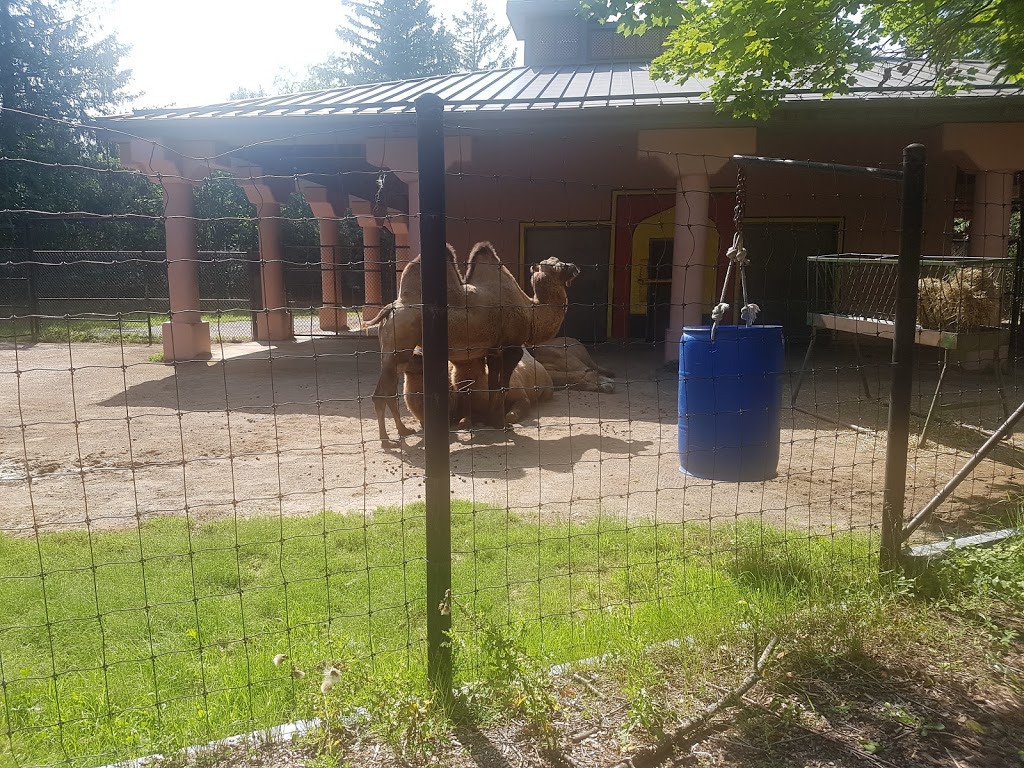 Bactrian Camel Exhibit | 2000 Meadowvale Rd, Scarborough, ON M1B 5K7, Canada | Phone: (416) 392-5929