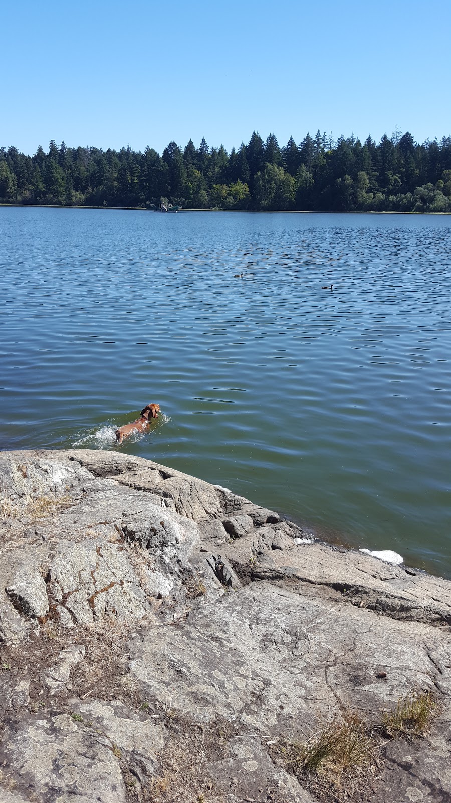 Elk / Beaver Lake Regional Park | Patricia Bay Hwy, Victoria, BC V8Y 2T6, Canada