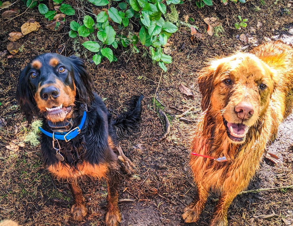 Mission Pawsable Dog Hiking | 1070 River Rd, Victoria, BC V9B 6K2, Canada | Phone: (250) 710-9856