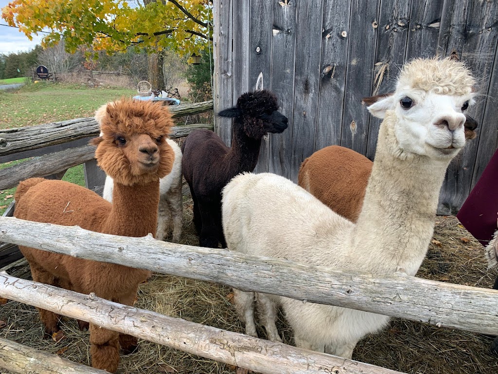 Wanderlight Alpaca Experience | 874 Lynchs Rock Rd, Lakefield, ON K0L 2H0, Canada | Phone: (705) 652-0987