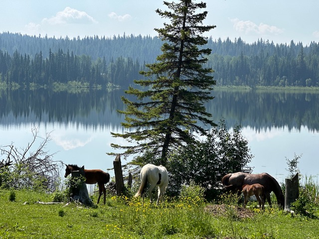 Wettstone Guest Ranch | 7736 High Country Rd, Bridge Lake, BC V0K 1E0, Canada | Phone: (250) 593-4487