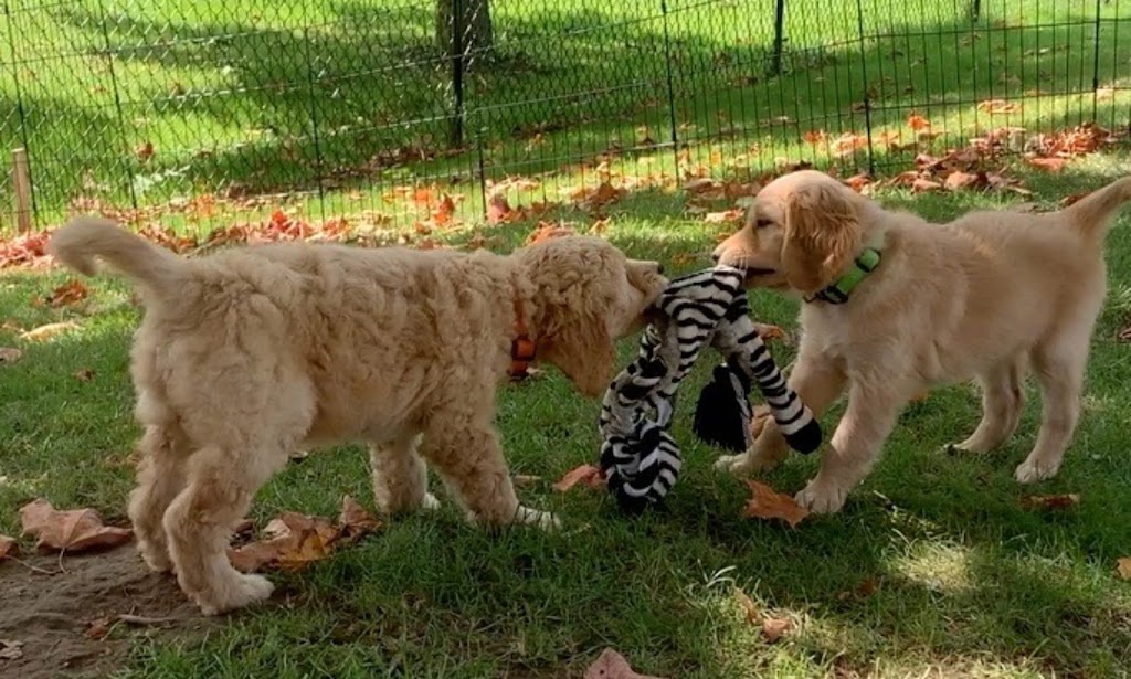 L.A. Doodles - Goldendoodle Breeder | Concession Rd 9, Brock Rd, Pickering, ON L1Y 1A8, Canada | Phone: (905) 408-0068