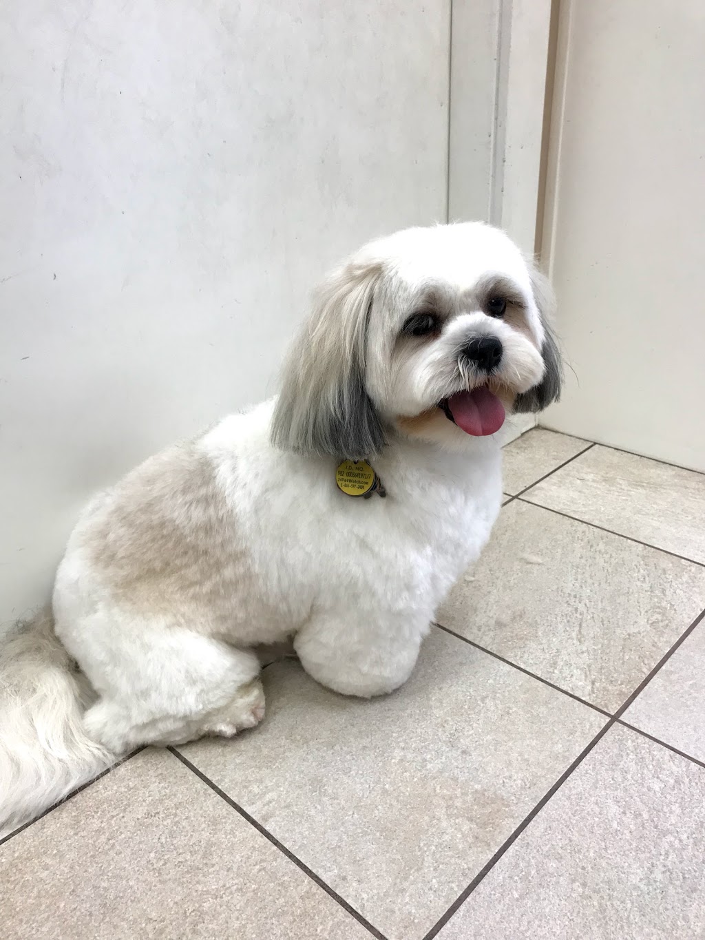 Sweet Paws Dog Grooming Services | Canada, British Columbia, Richmond, Bayview St, Suite 105 | Phone: (604) 285-7425