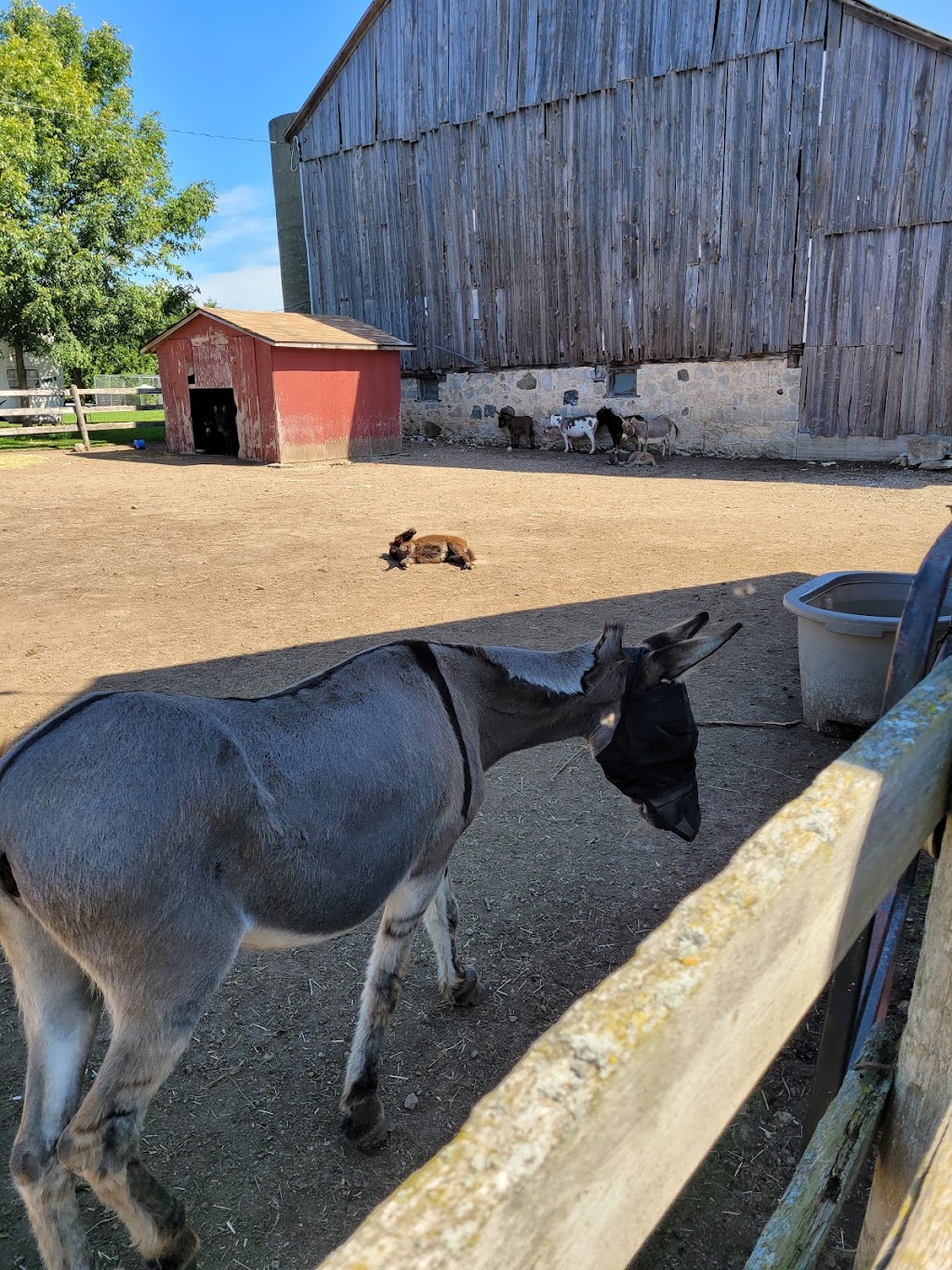 Donkey and Alpaca Experience | 136465 Grey County Rd 40, Chatsworth, ON N0H 1G0, Canada | Phone: (519) 477-0887