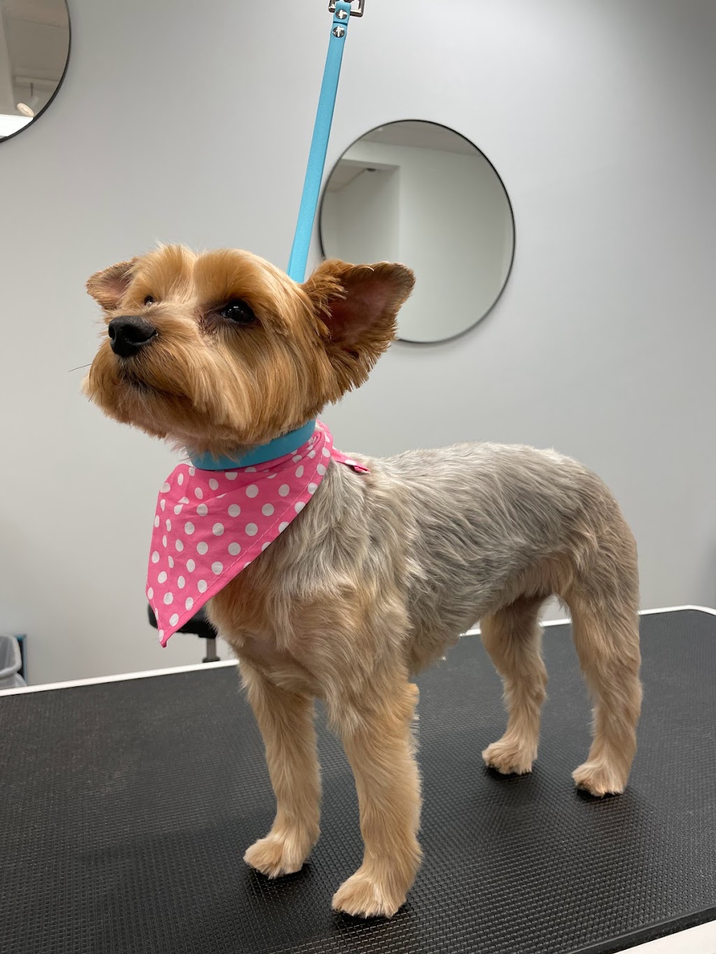 Bark N Bath Grooming | 728 Anderson St, Whitby, ON L1N 3V6, Canada | Phone: (905) 665-5550