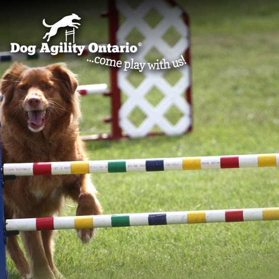 Dog Agility Ontario (Head Office) | 23 Petunia Pl, Hannon, ON L0R 1P0, Canada | Phone: (416) 571-1723