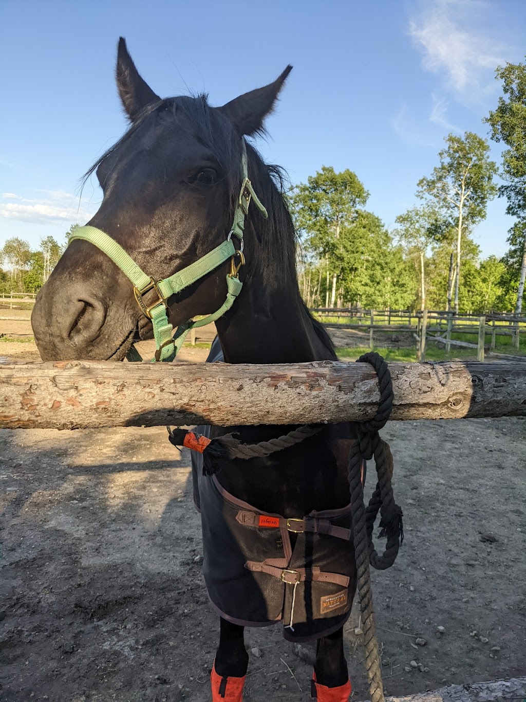 Ride like the Wind Equestrian and Wellness Center | 59119 Pleasant Rd, Anola, MB R5L 0E7, Canada | Phone: (204) 795-6084