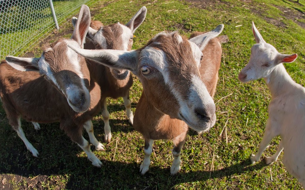 Sunnybrook Farm Museum | 2879 Botterill Crescent, Red Deer, AB T4R 0T9, Canada | Phone: (403) 340-3511