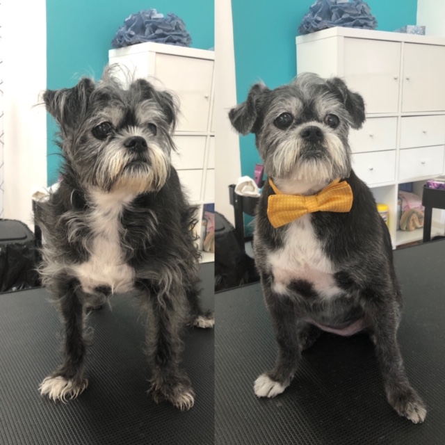 Konnichipaw Grooming | 1046 St Clair Ave W, Toronto, ON M6E 1A5, Canada | Phone: (647) 819-1046