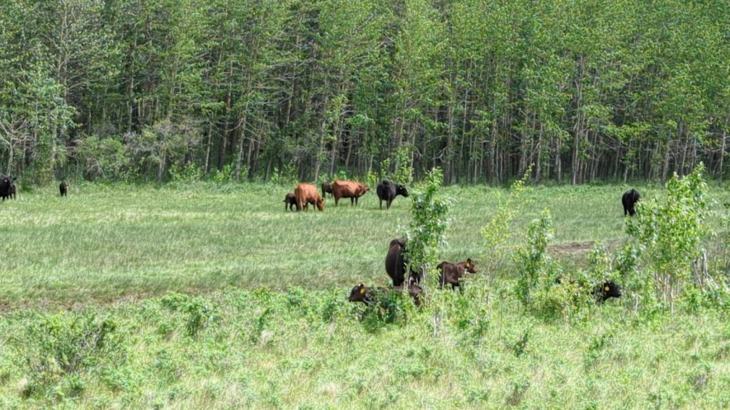 Lazy B Farm & Ranch | 261015, Township Rd 304, Linden, AB T0M 1J0, Canada | Phone: (403) 546-0159