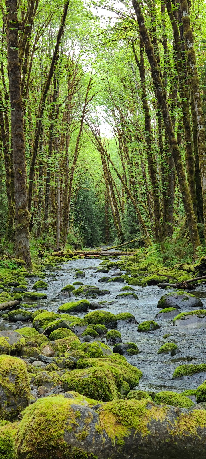 Fossli Provincial Park | Alberni-Clayoquot D, BC V0R 2B0, Canada | Phone: (250) 474-1336