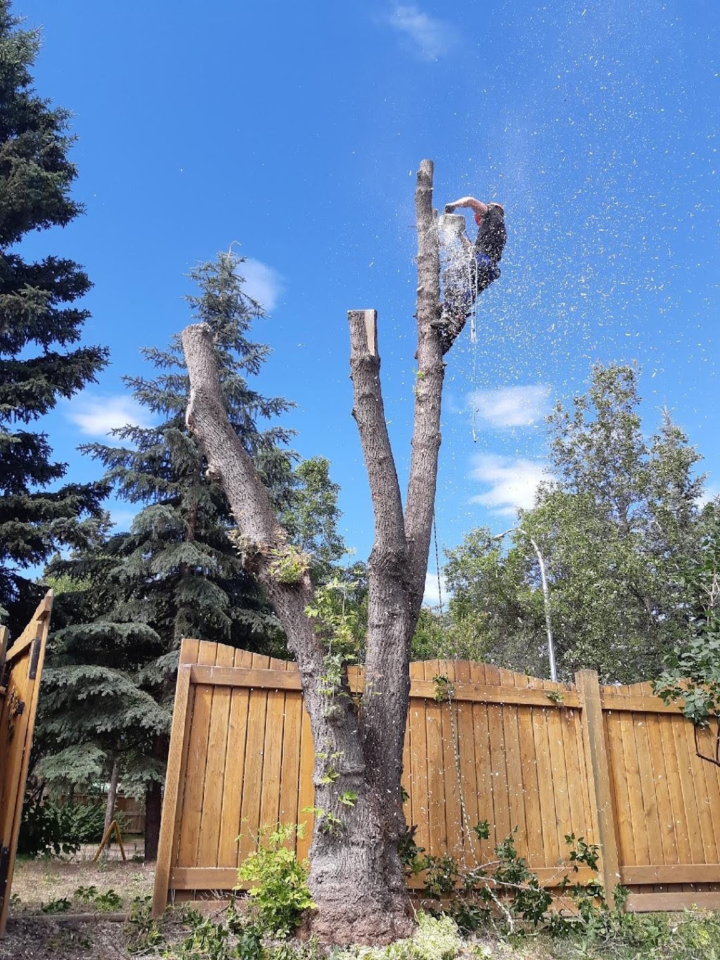 David the Tree Guy | 10442 78 St NW, Edmonton, AB T6A 3E6, Canada | Phone: (587) 987-5666