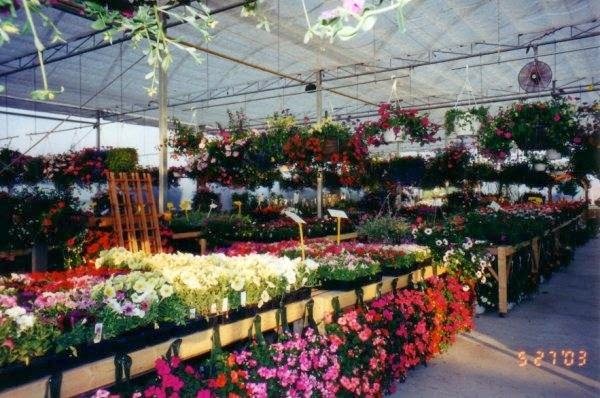 Leslie Gardens Nursery And Greenhouse | 22517 Leslie St, Queensville, ON L0G 1R0, Canada | Phone: (905) 478-8111