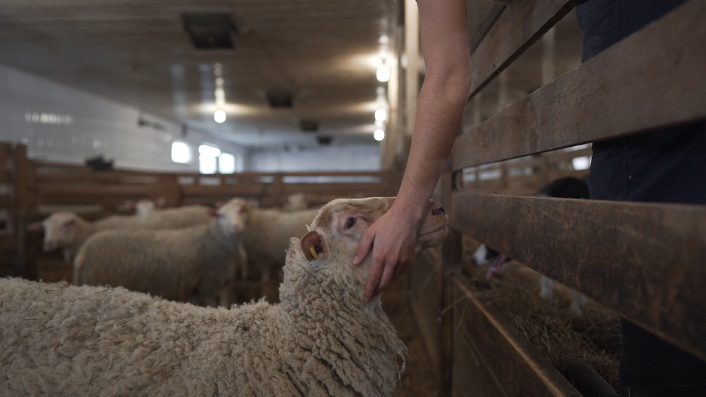 Ferme Agneaux des champs | 201 Rang du Bas lAchigan, LÉpiphanie, QC J5X 2N6, Canada | Phone: (450) 365-6904