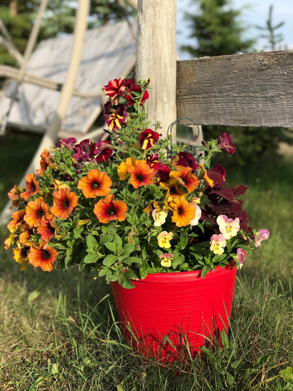 The Bloom n Bucket Country Greenhouses | 48503 Range Rd 263, Calmar, AB T0C 0V0, Canada | Phone: (780) 994-0944