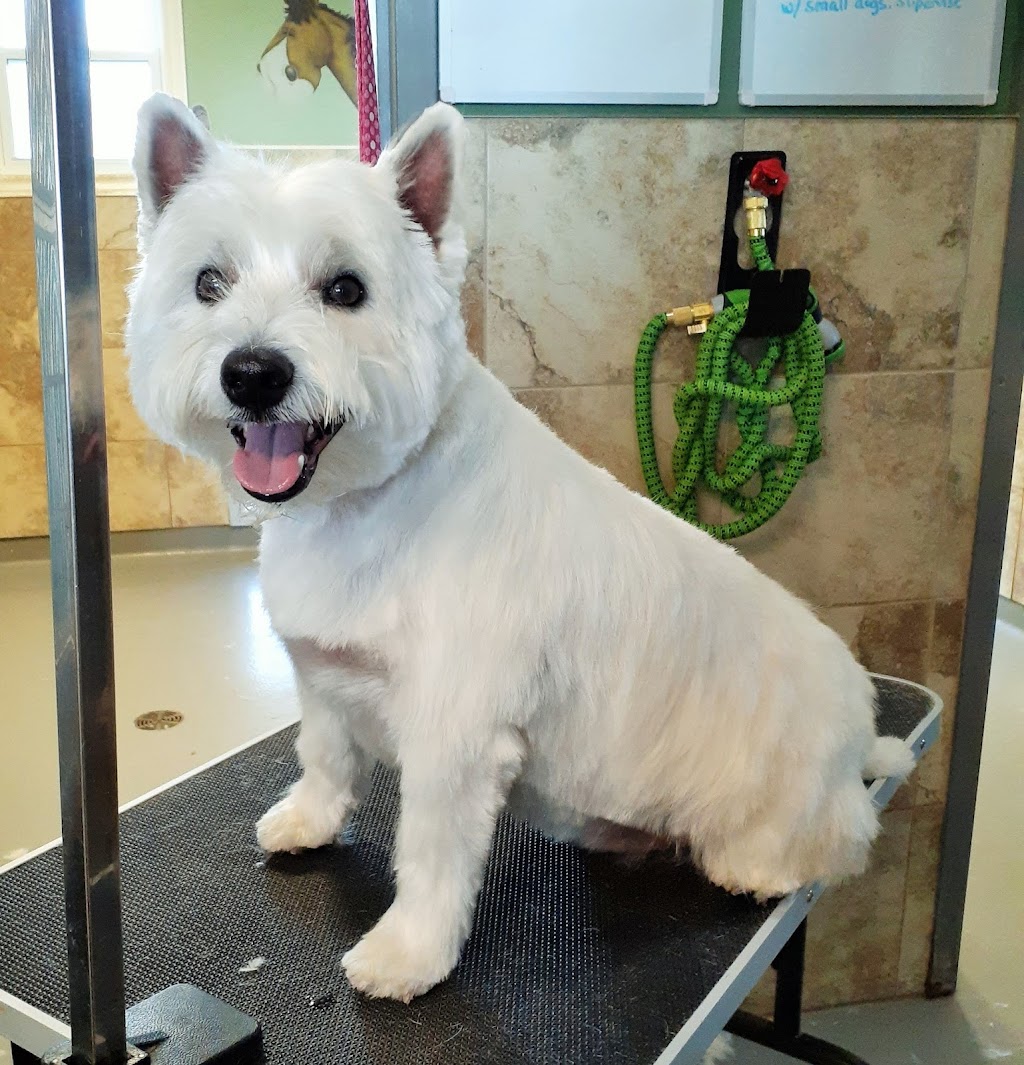 Ruffs and Tufts Pet Grooming | 11 Burtch Rd, Mount Pleasant, ON N0E 1K0, Canada | Phone: (519) 774-0917