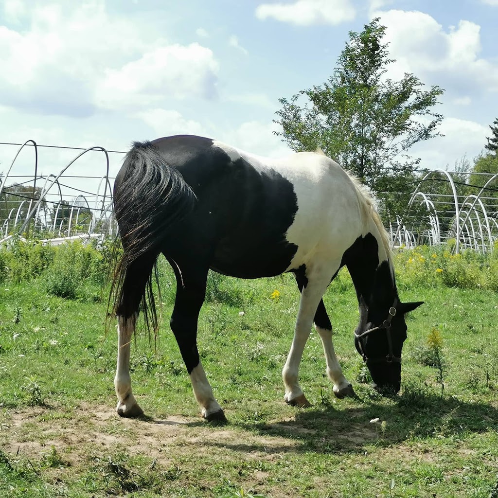 Sunrise Cedar Valley Farms | 16688 Kennedy Rd, Newmarket, ON L3Y 4W1, Canada | Phone: (416) 219-7993