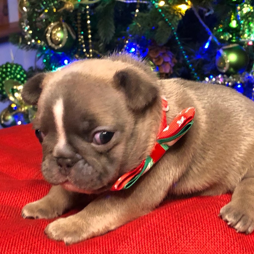 Unicorn French Bulldogs | Buckhorn Rd, Selwyn, ON K0L 2H0, Canada | Phone: (416) 755-0701