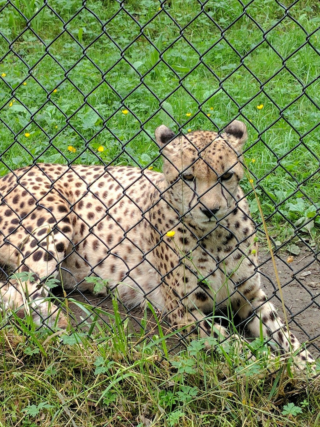 Greater Vancouver Zoo | 5048 264 St, Aldergrove, BC V4W 1N7, Canada | Phone: (604) 856-6825