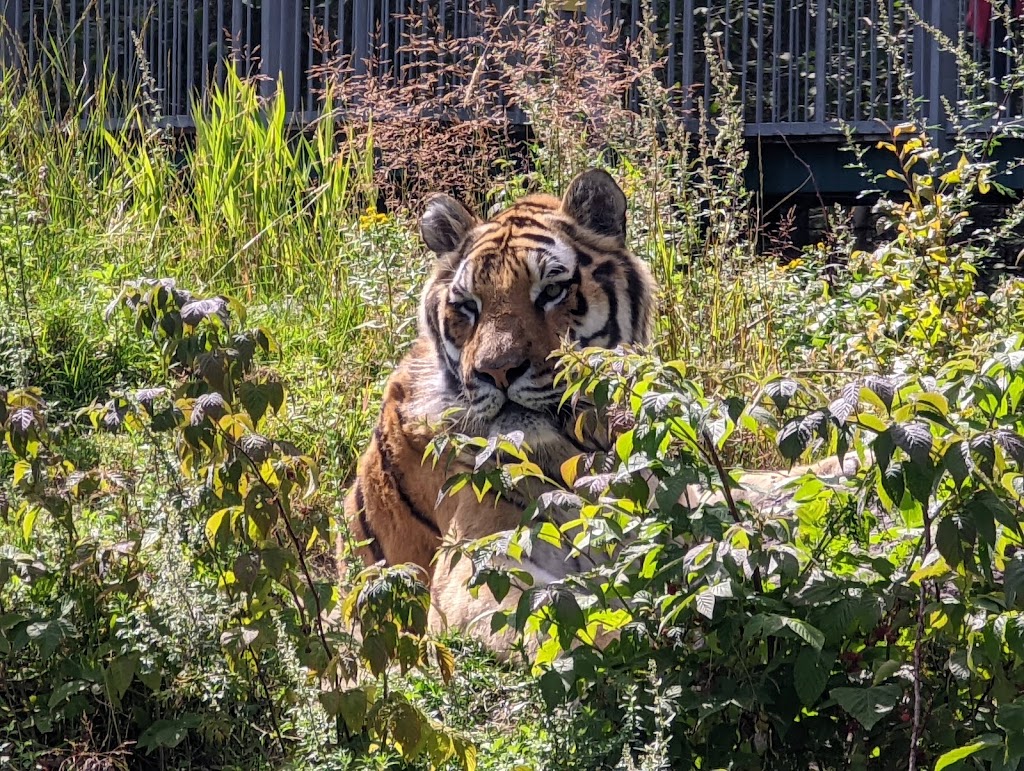 Zoo Sauvage de Saint-Felicien | 2230 Bd du Jardin, Saint-Félicien, QC G8K 0H1, Canada | Phone: (418) 679-0543