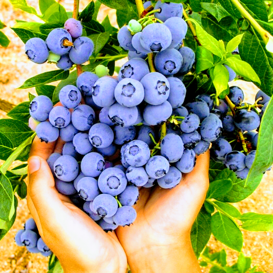 Harjasjot blueberry farm | 26070 36 Ave, Aldergrove, BC V4W 2A7, Canada | Phone: (778) 551-0155