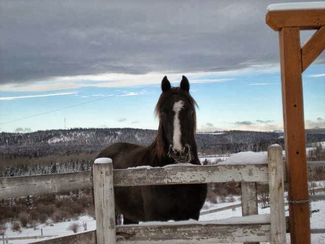 Hilltop Ranch Bed & Breakfast | AB-22, Foothills No. 31, AB T3Z 2T4, Canada | Phone: (403) 931-3744