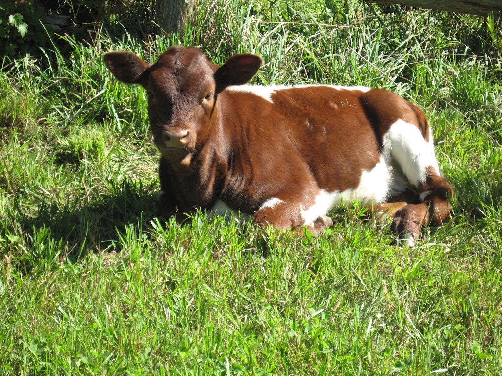 Diversity Farms | 2572 Vandorf Sideroad, Whitchurch-Stouffville, ON L4A 2J8, Canada | Phone: (905) 751-1323