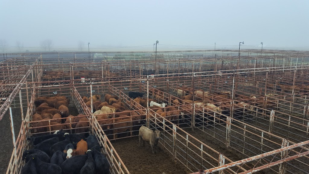 Calgary Stockyards-Strathmore | RR 1 Stn Main, Strathmore, AB T1P 1J6, Canada | Phone: (403) 934-3344