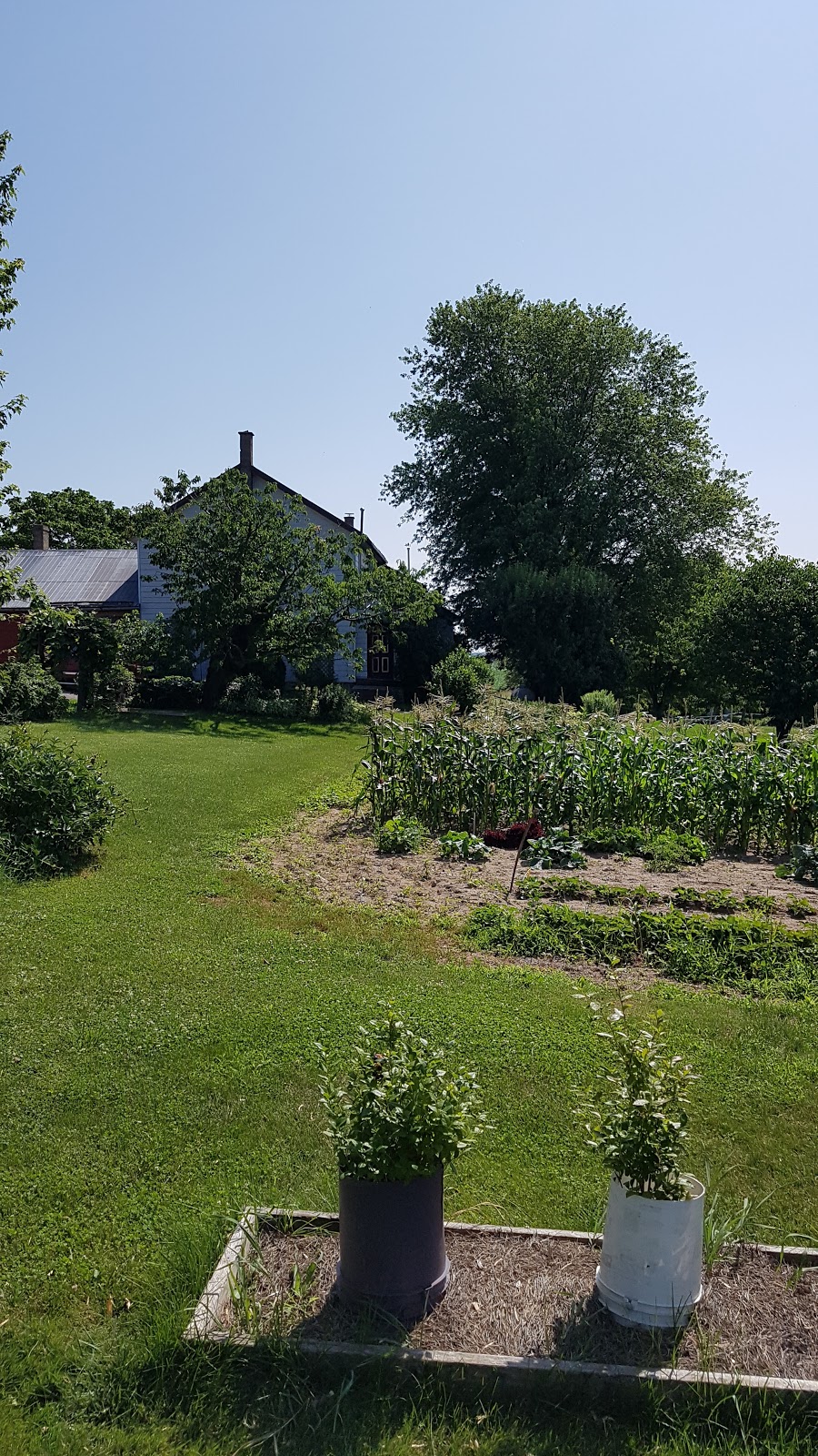 Orange Blossom Farm | 1290 Martin Creek Rd, Waterloo, ON N2J 3Z4, Canada | Phone: (519) 664-1237