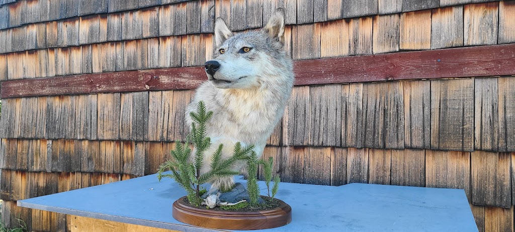 Altitude Taxidermy & Wildlife Artistry | 52048 Range Rd 265, Cardston County, AB T0K 2R0, Canada | Phone: (403) 682-7214