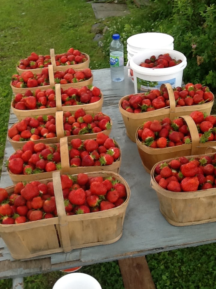 ROY & Son , Organic Strawberries & Potatoes Farm. | QC-204, Sainte-Justine, QC G0R 1Y0, Canada | Phone: (418) 383-3467