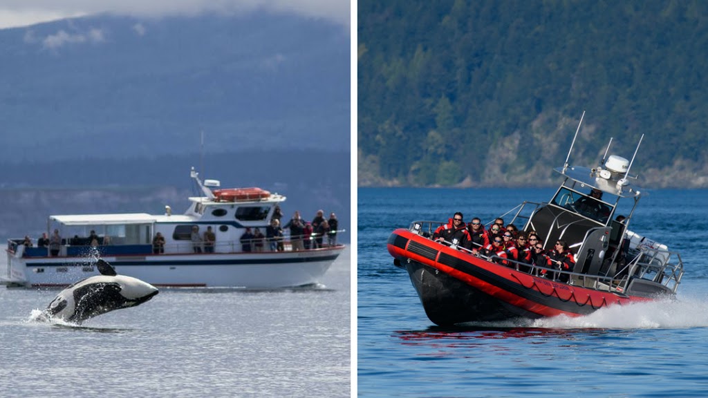 Western Prince Whale Watching | 1 Spring St Suite A, Friday Harbor, WA 98250, USA | Phone: (360) 378-5315