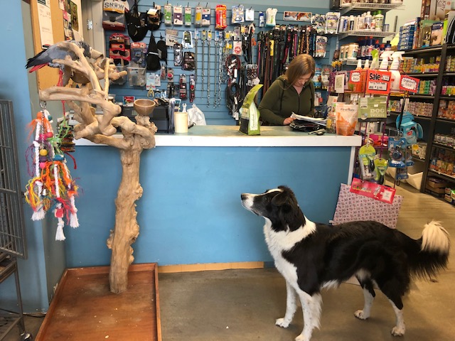 OBrien Pet Food and Supplies - Squamish’s Pet Food Store, Local | 1121 Commercial Pl #103, Squamish, BC V8B 0S5, Canada | Phone: (604) 892-9035