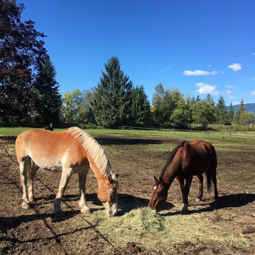 Seabrook Stables | 13585 Cedar Way, Maple Ridge, BC V4R 2T4, Canada | Phone: (604) 728-6524