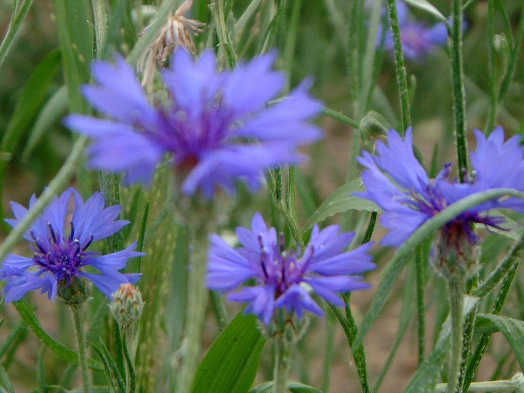 La société des plantes | 207 Rang de lEmbarras, Kamouraska, QC G0L 1M0, Canada | Phone: (418) 492-2493