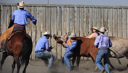 Soderglen Ranches Ltd. | 280023, Range Rd 14, AB T4B 4L9, Canada | Phone: (403) 948-6700